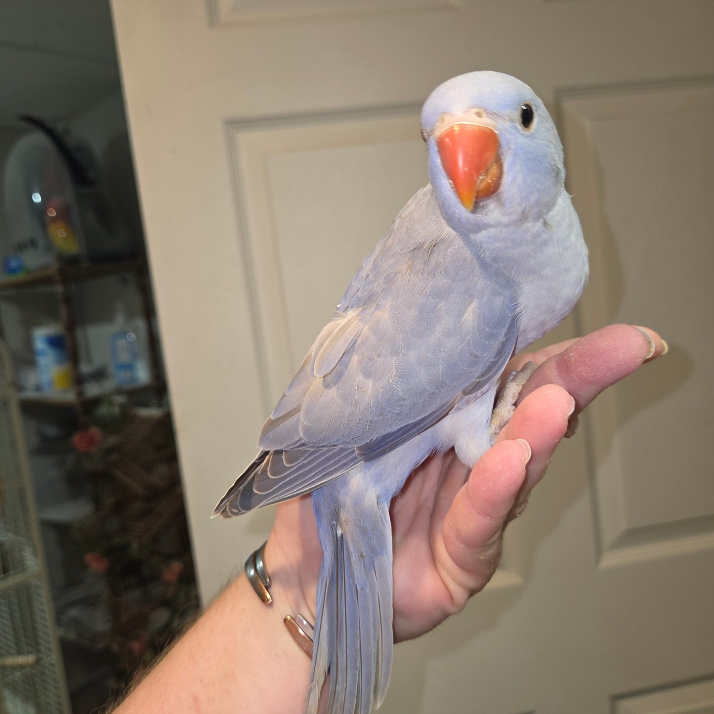 Indian Ringneck - Violet Cinnamon