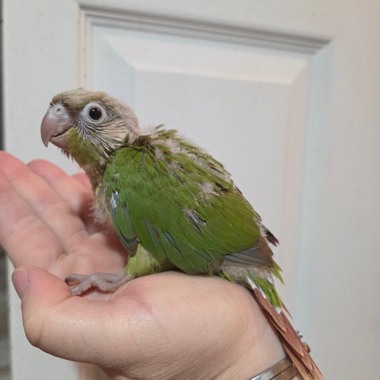 Cinnamon Green Cheek Conure