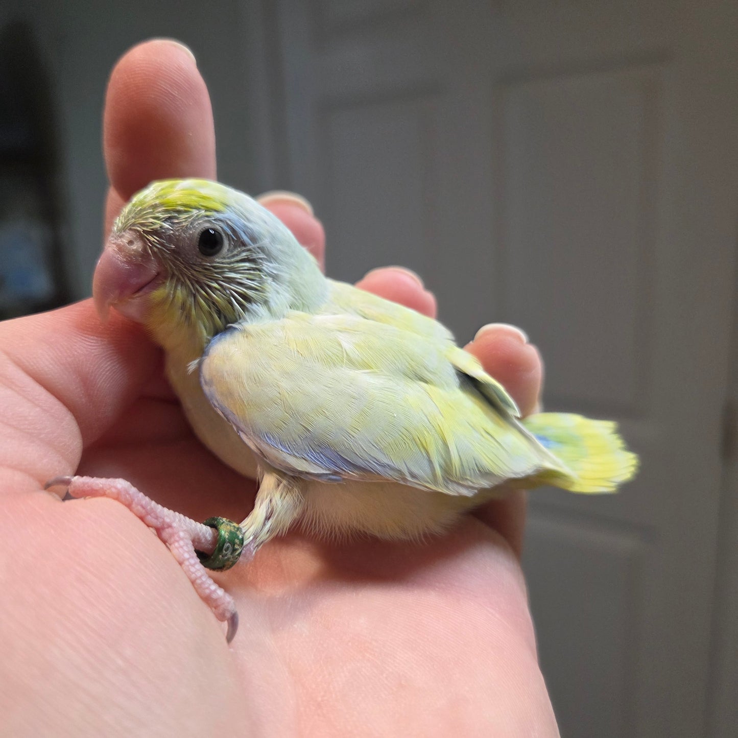 Parrotlet - American Turquoise Marble