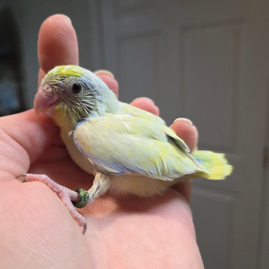 Parrotlet - American Turquoise Marble