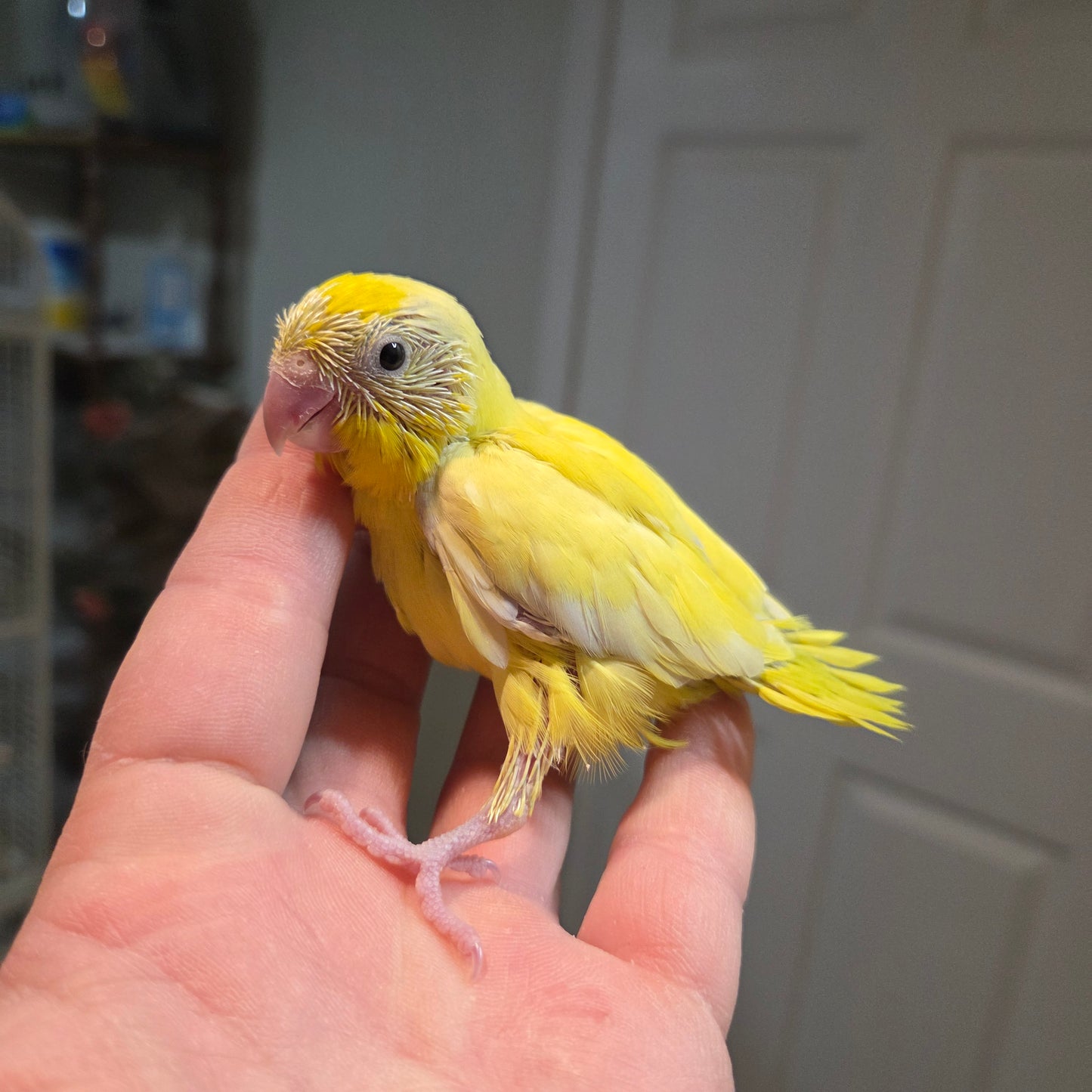 Parrotlet - American Yellow
