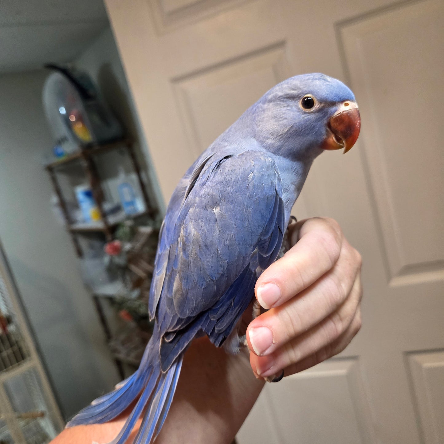Indian Ringneck - Violet