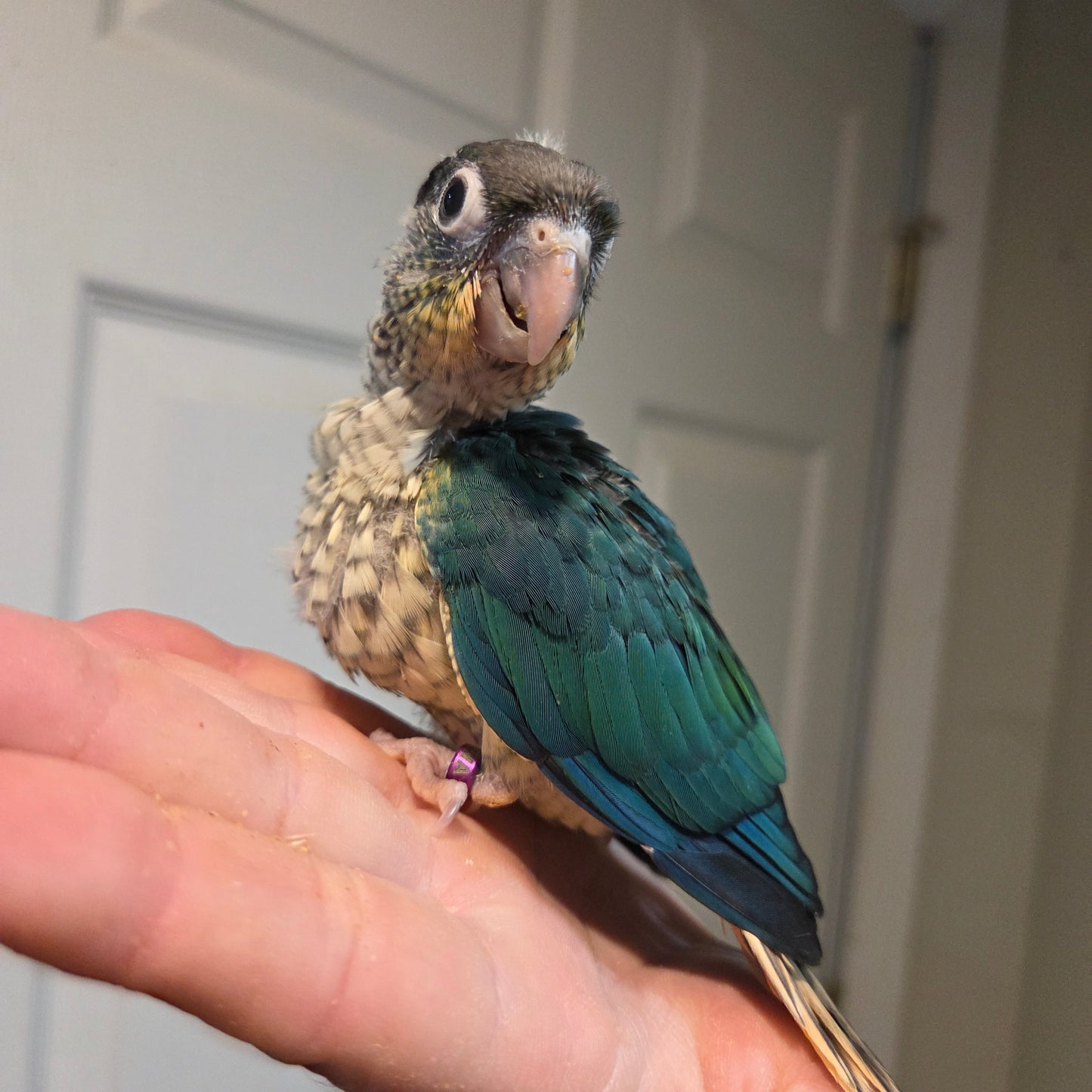 Green Cheek Conure - Yellow Sided violet Turquoise