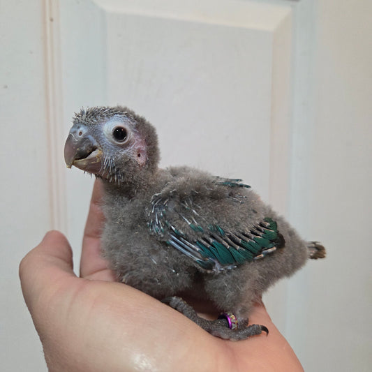Turquoise Green Cheek Conure