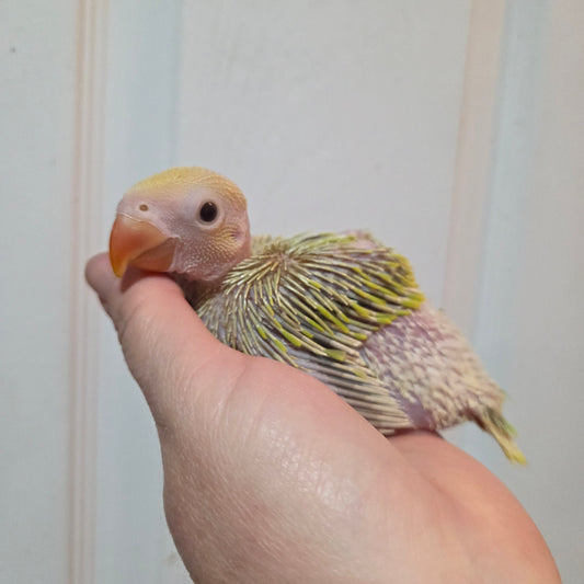 Green Pallid Indian Ringneck