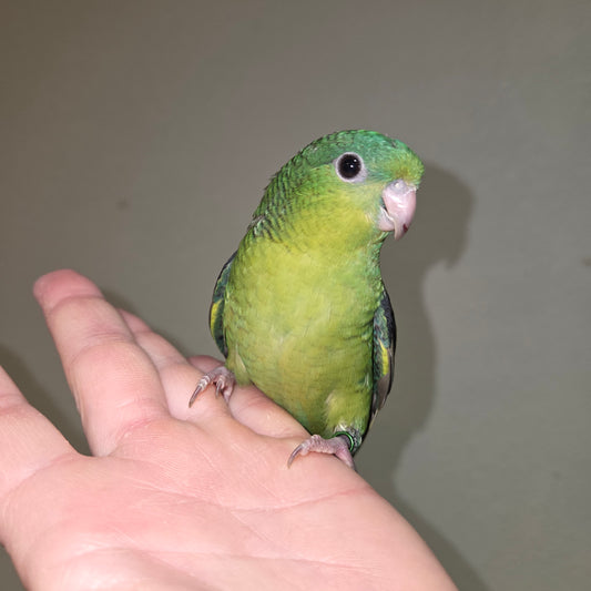 Dark Green Linnie