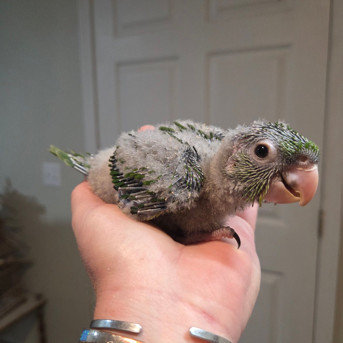 Mexican Green Conure