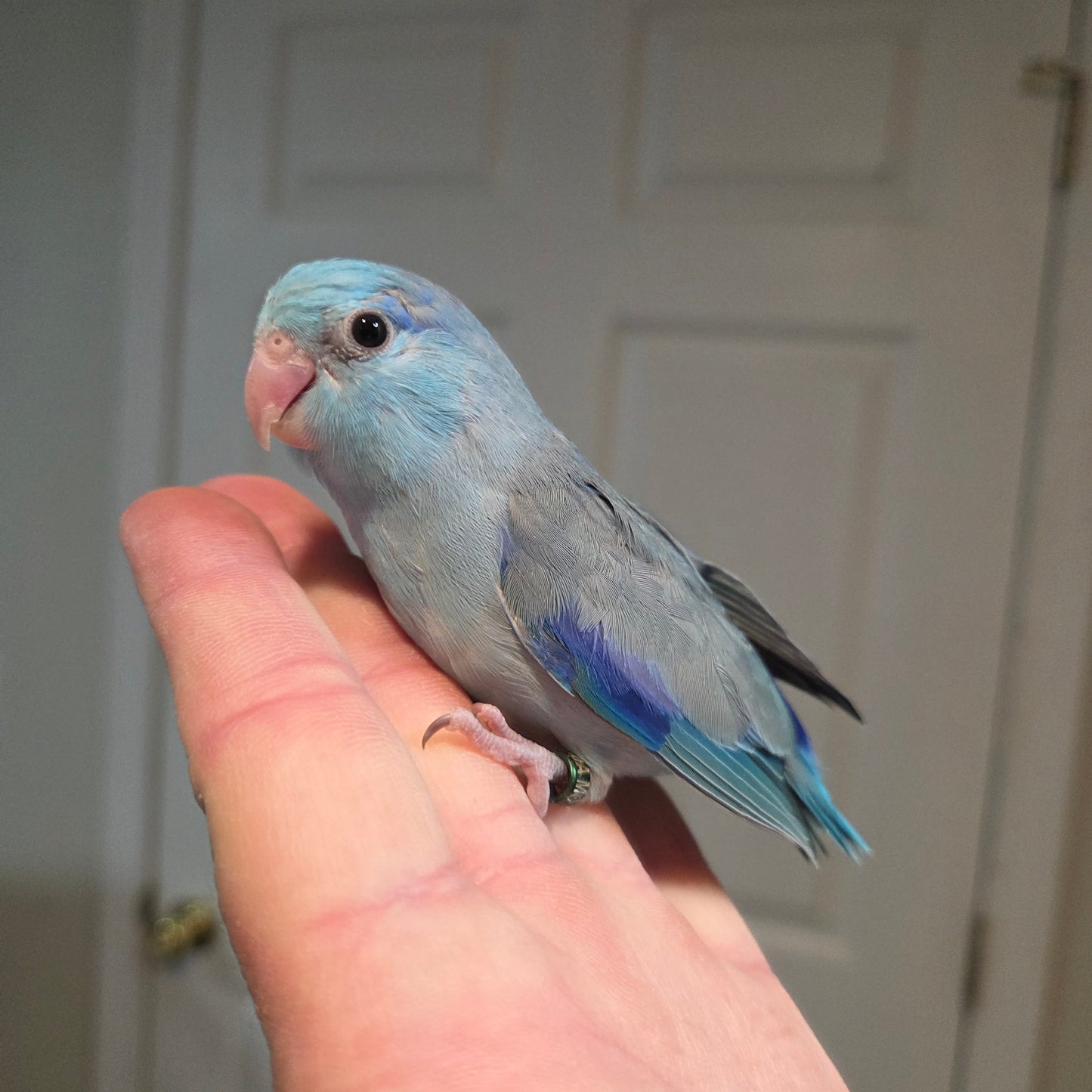 Parrotlet - Blue