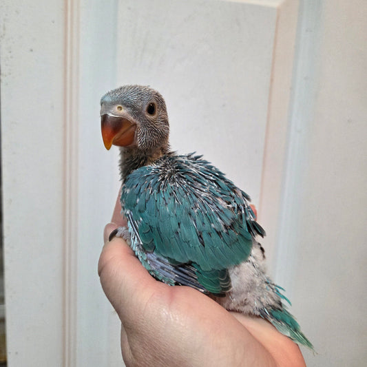 Blue Indian Ringneck