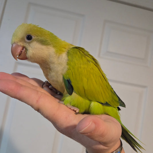 Green Opaline Quaker