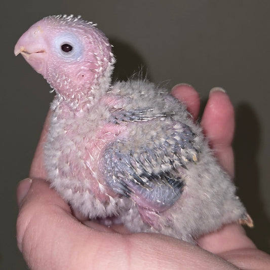 Pineapple Green Cheek Conure