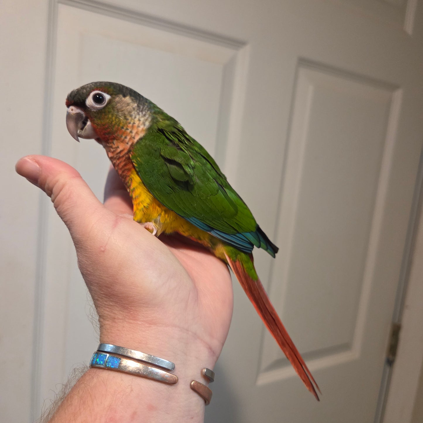 Green Cheek Conure - Yellow Sided