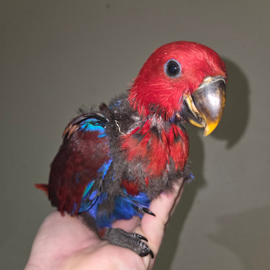 Eclectus Female