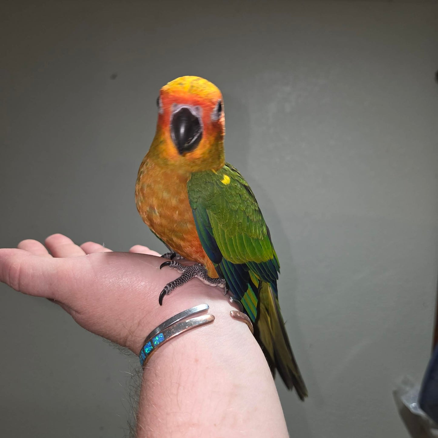 Sun Conure - Red Factor