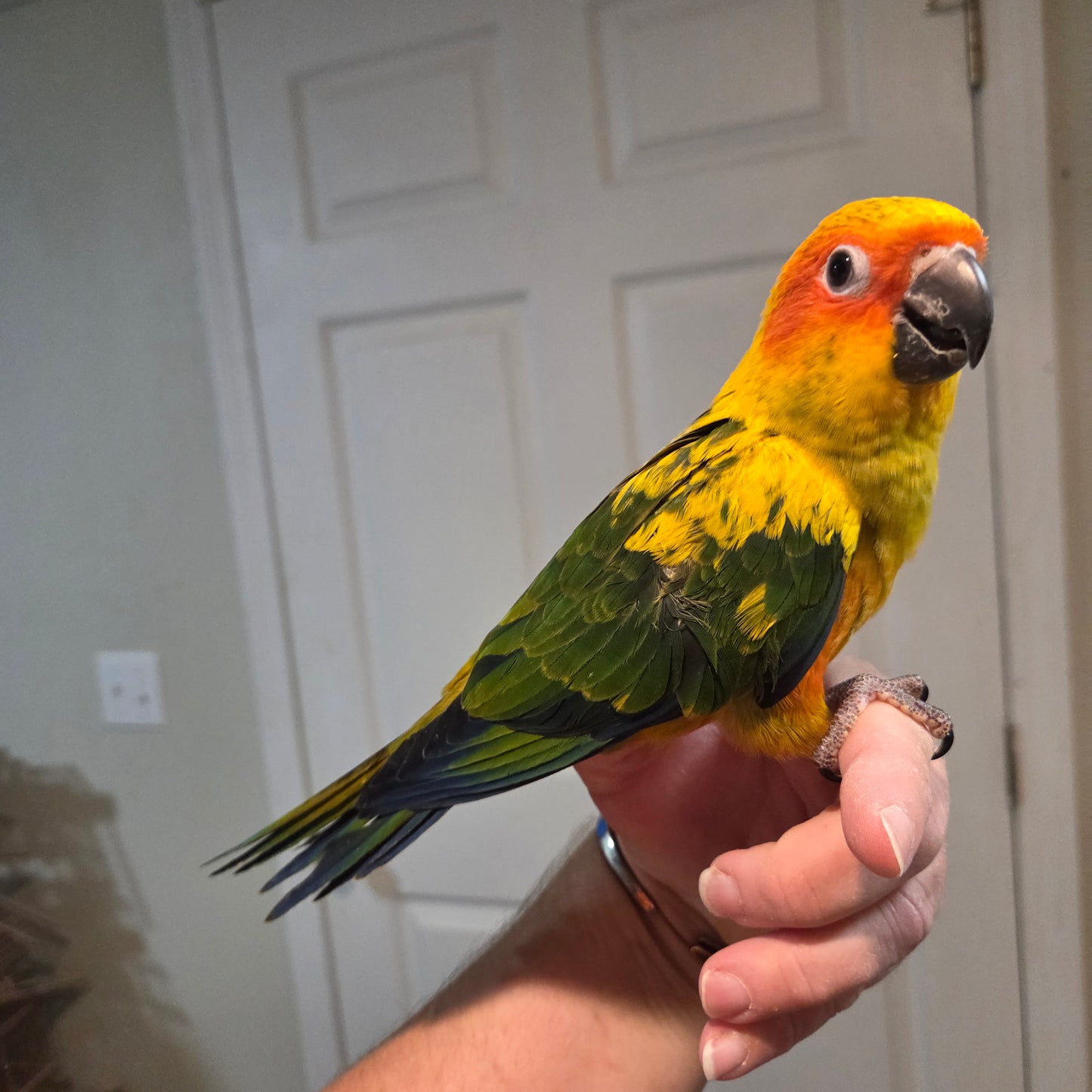 Sun Conure