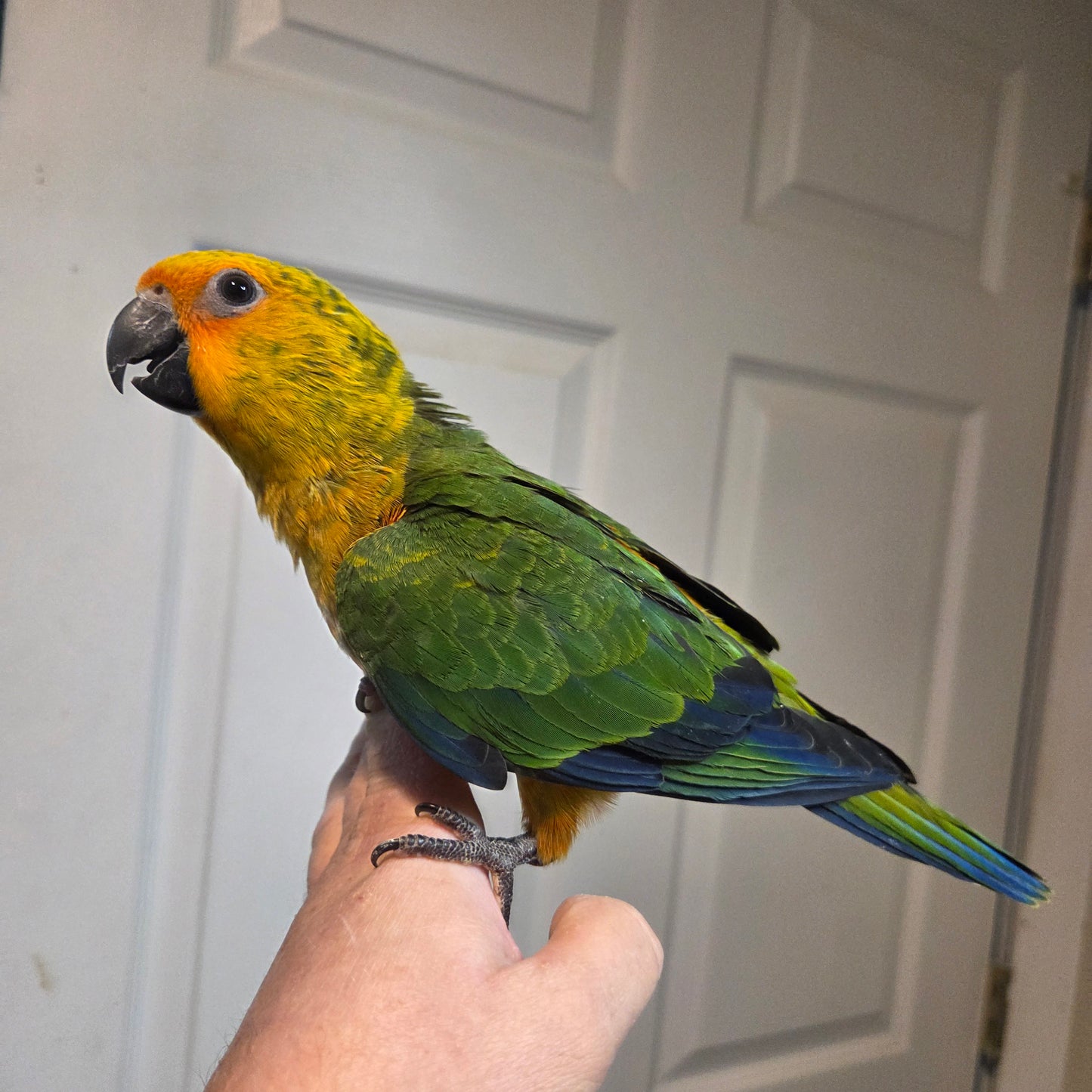 Jenday Conure