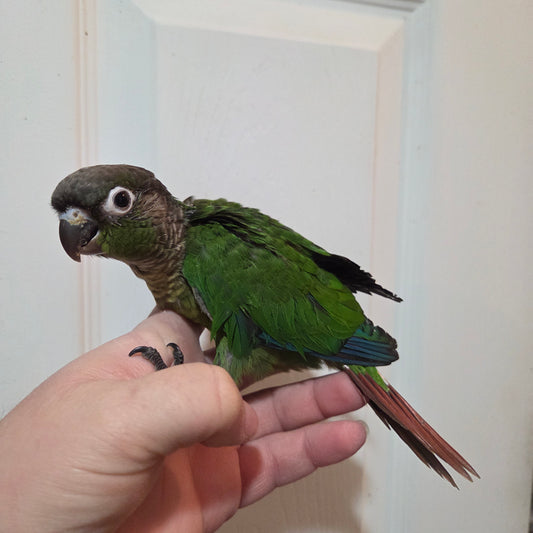 Normal Green Cheek Conure