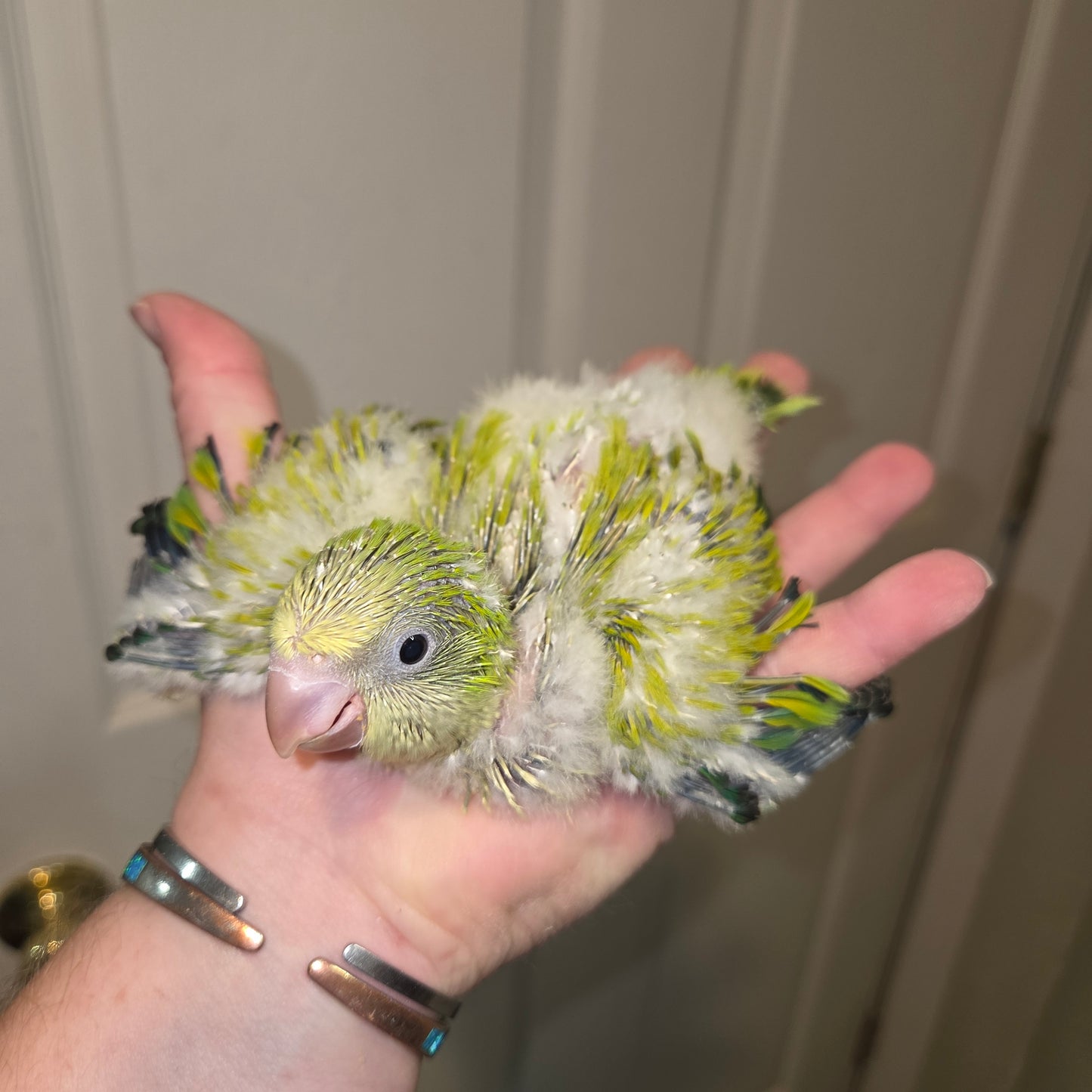 Quaker - Green Opaline