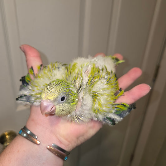 Quaker - Green Opaline