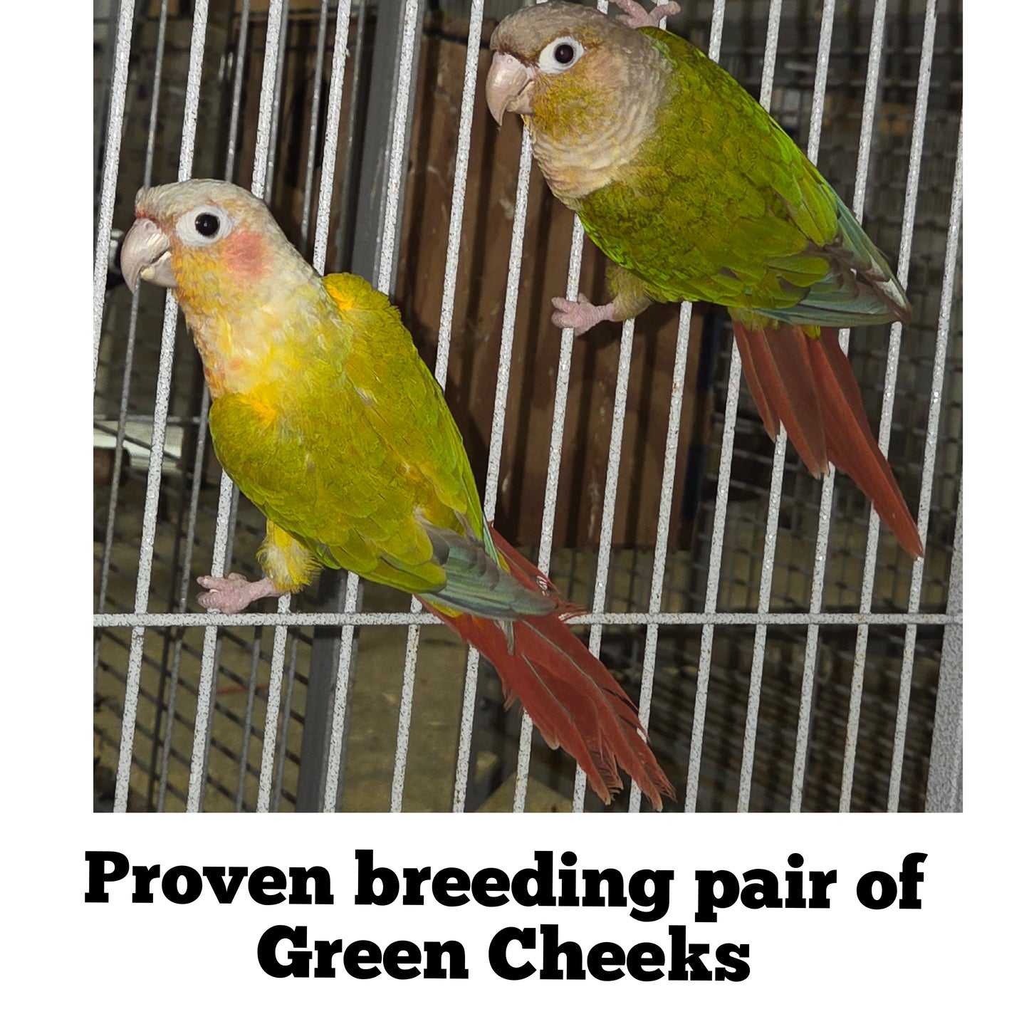 Breeding Pair of Green Cheek Conures