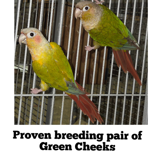 Breeding Pair of Green Cheek Conures