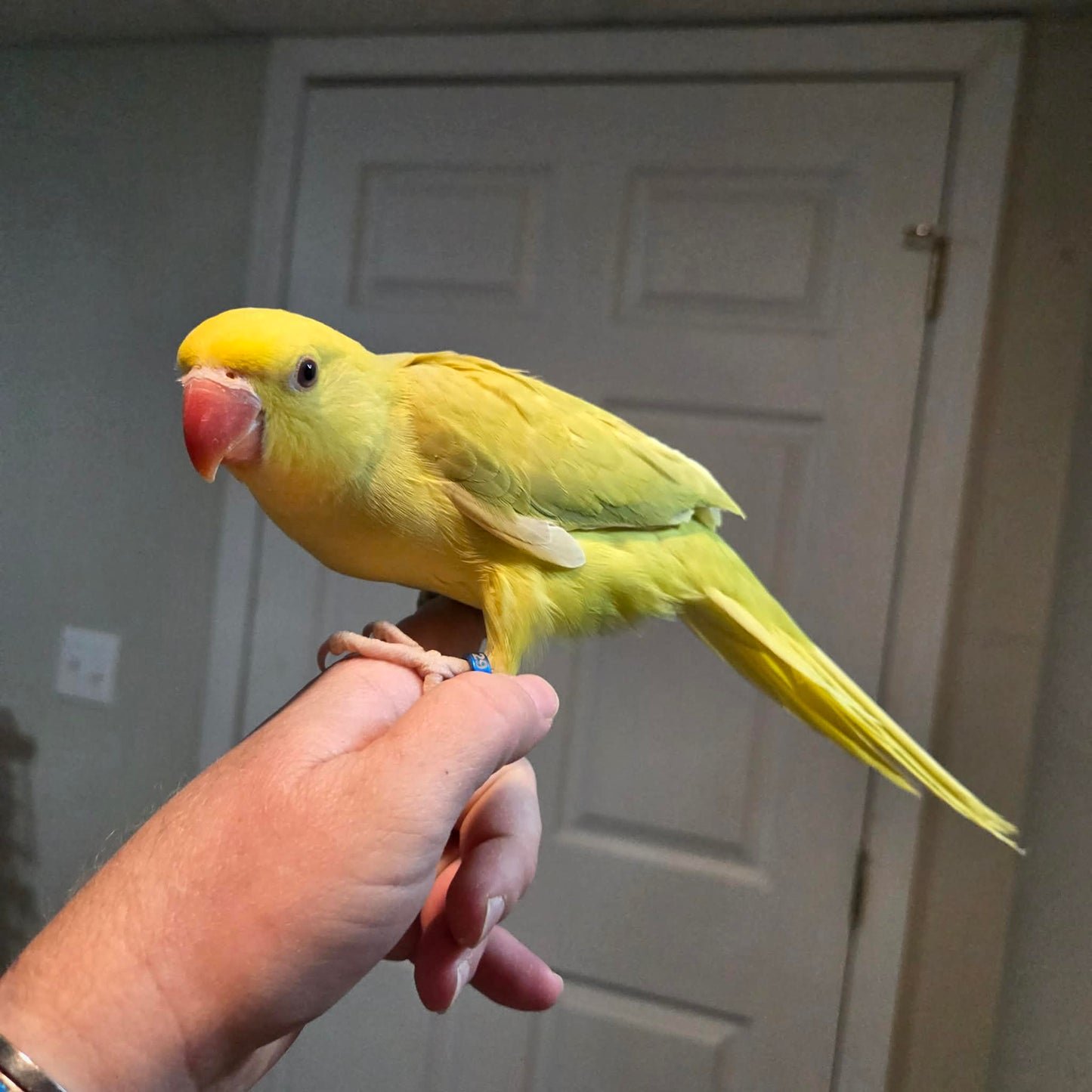 Indian Ringneck - Green Pallid