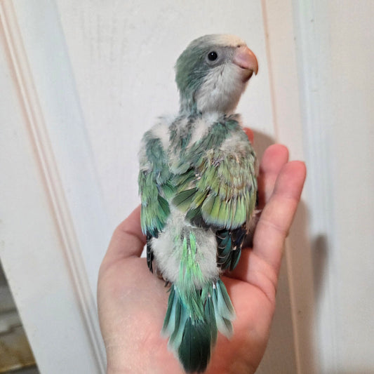 Turquoise Opaline Quaker