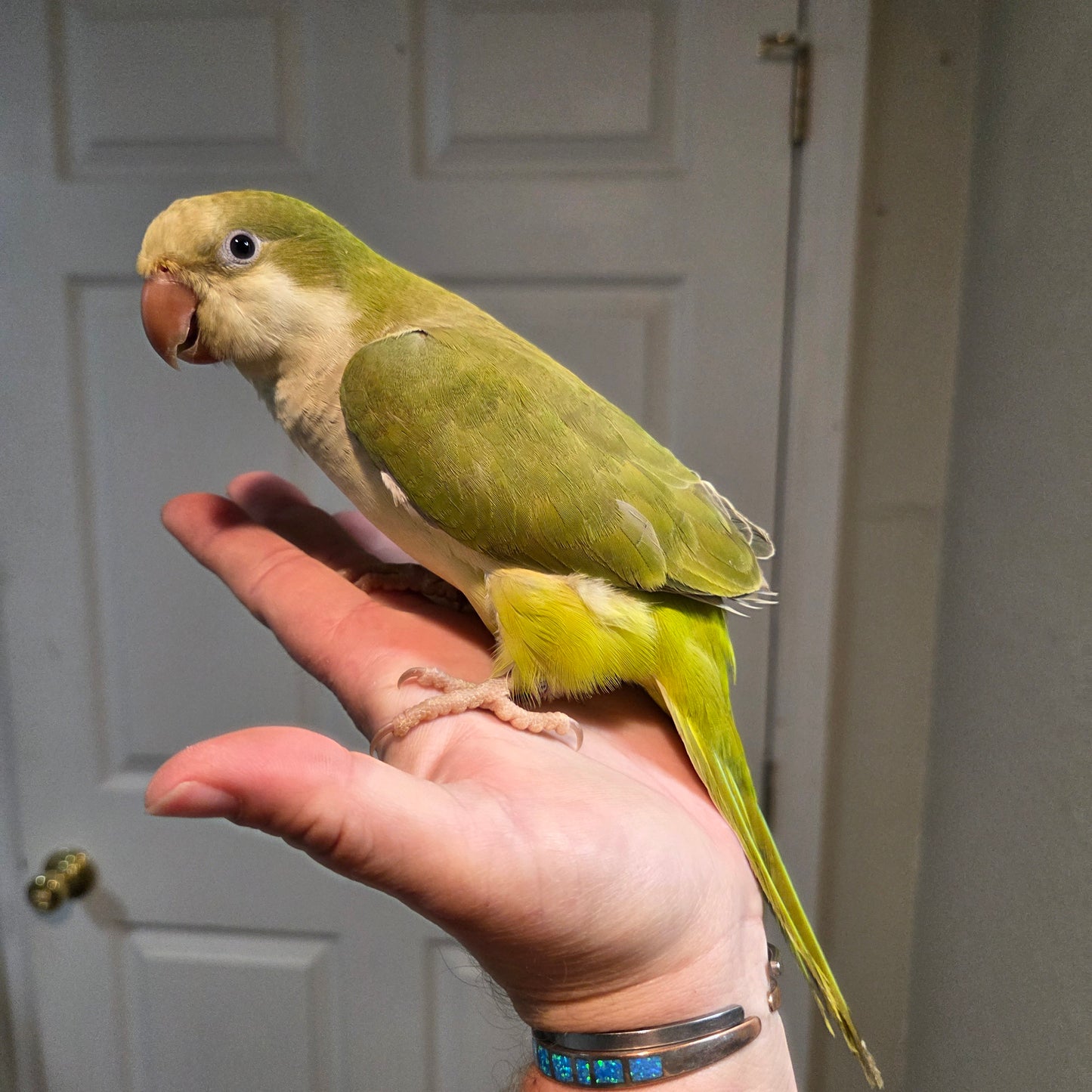 Quaker - Green Pallid