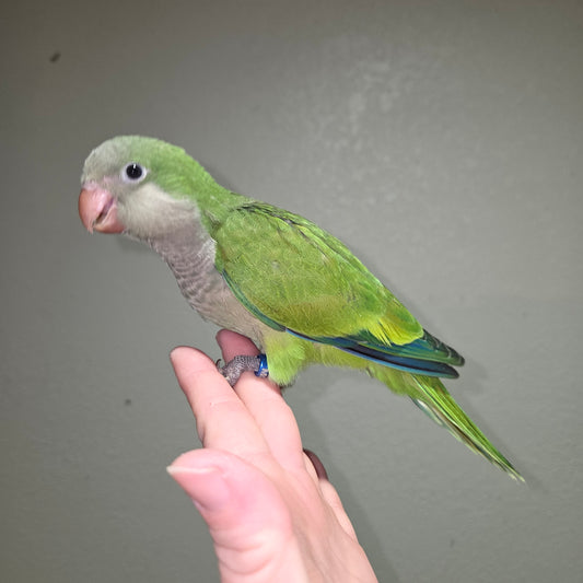 Green Quaker