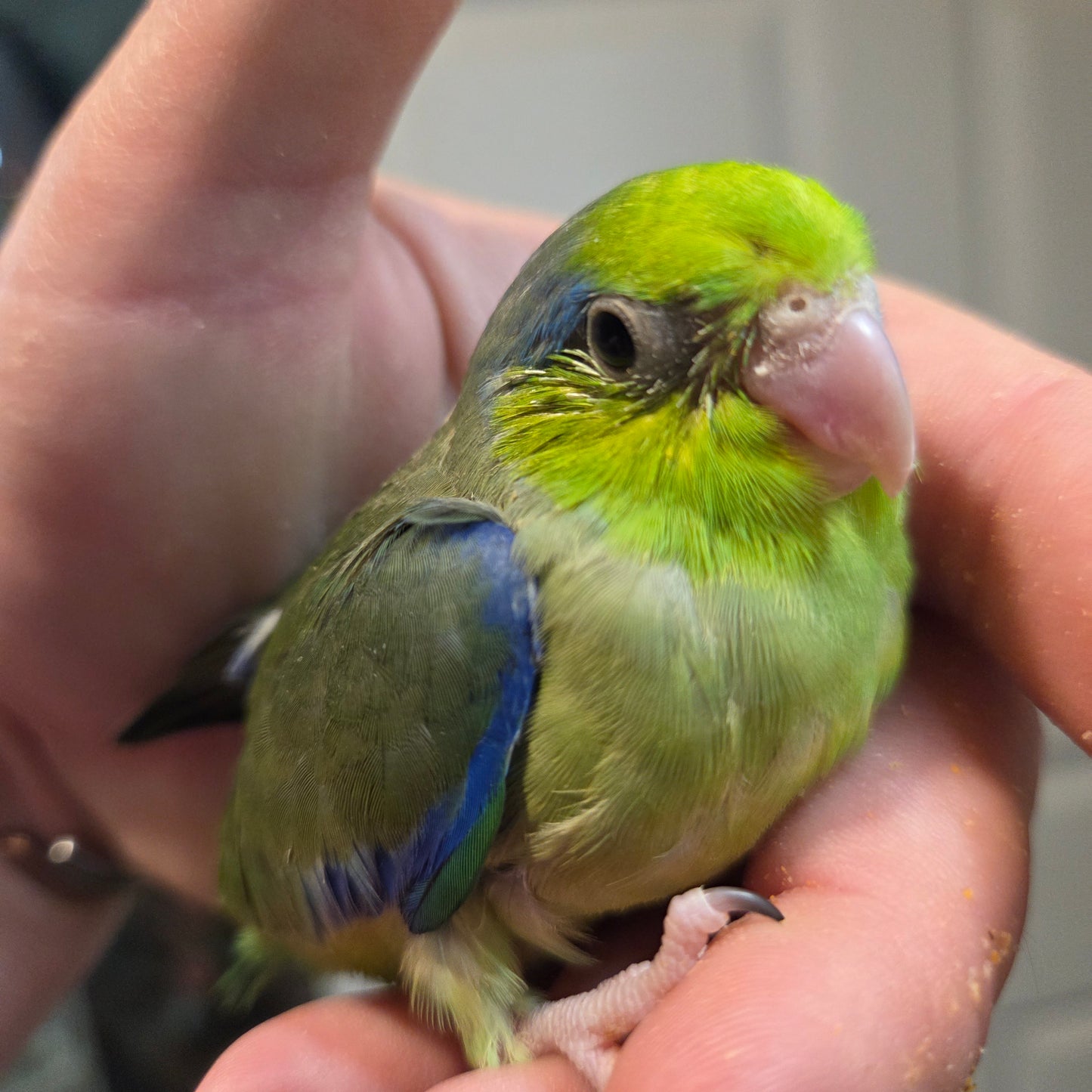Parrotlet - Green
