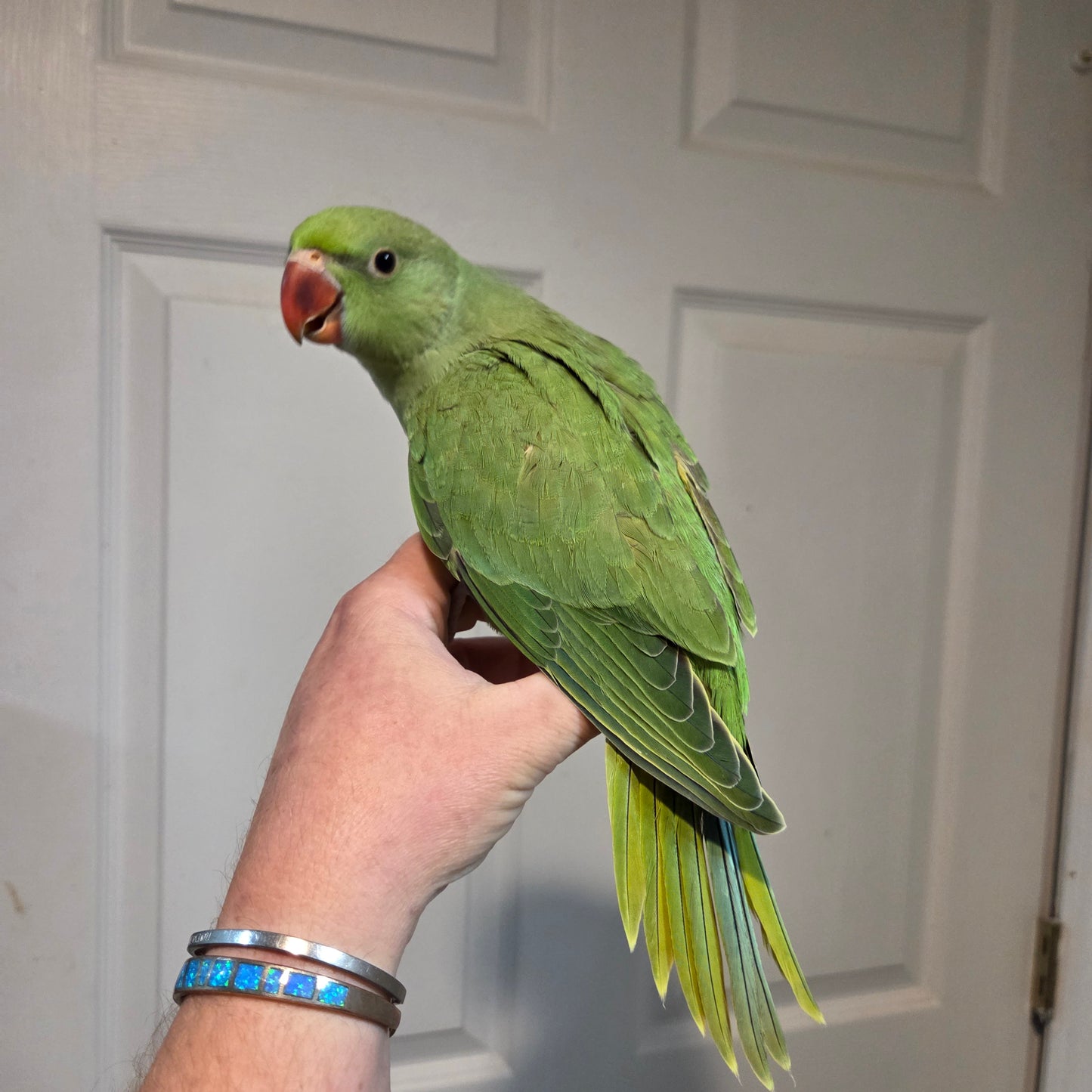 Indian Ringneck - Green