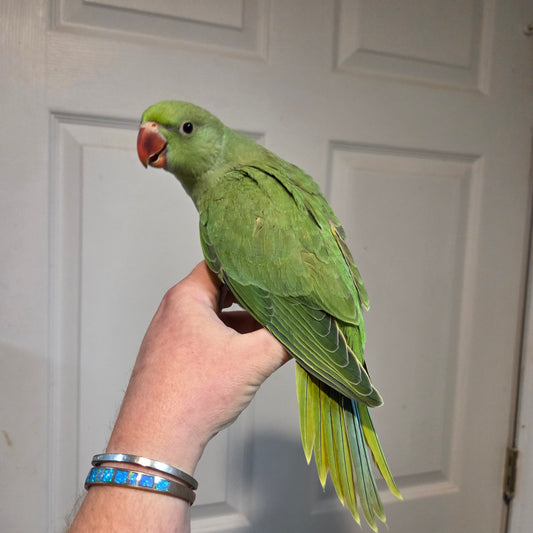 Indian Ringneck - Green