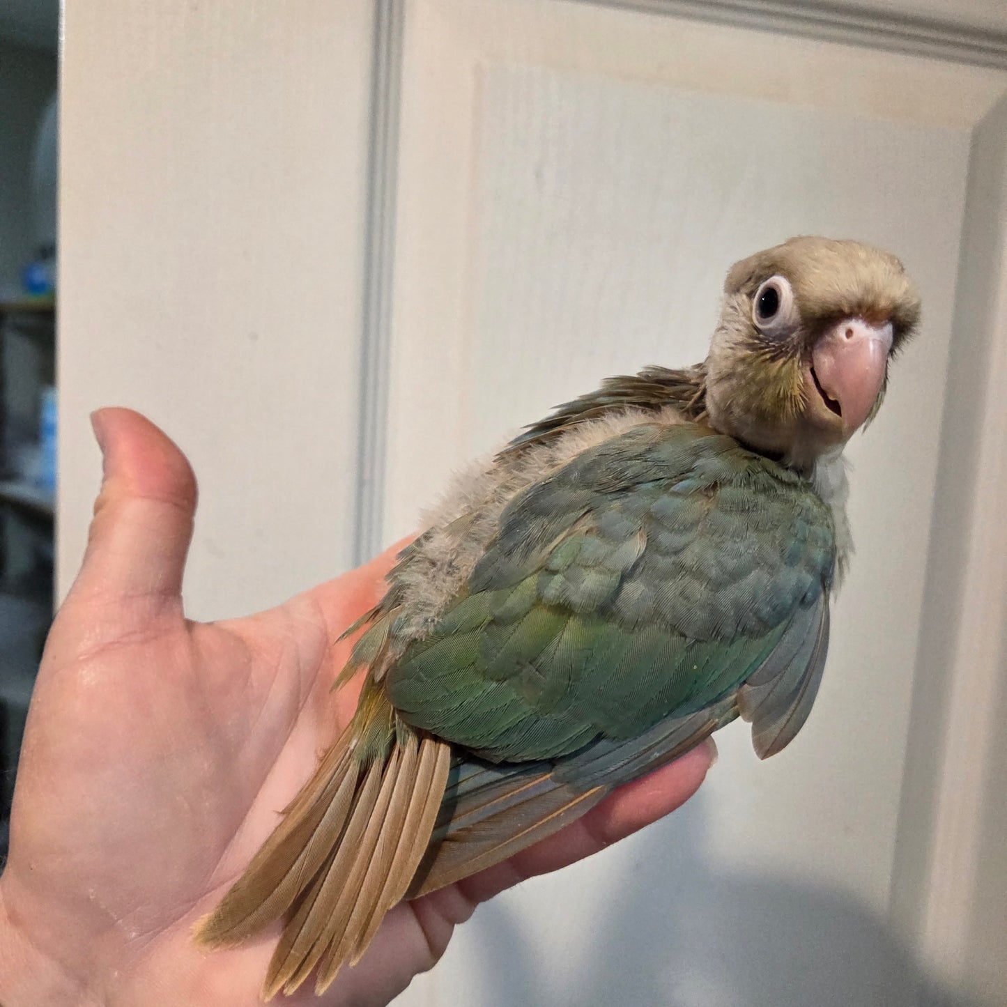 Green Cheek Conure - Cinnamon Turquoise