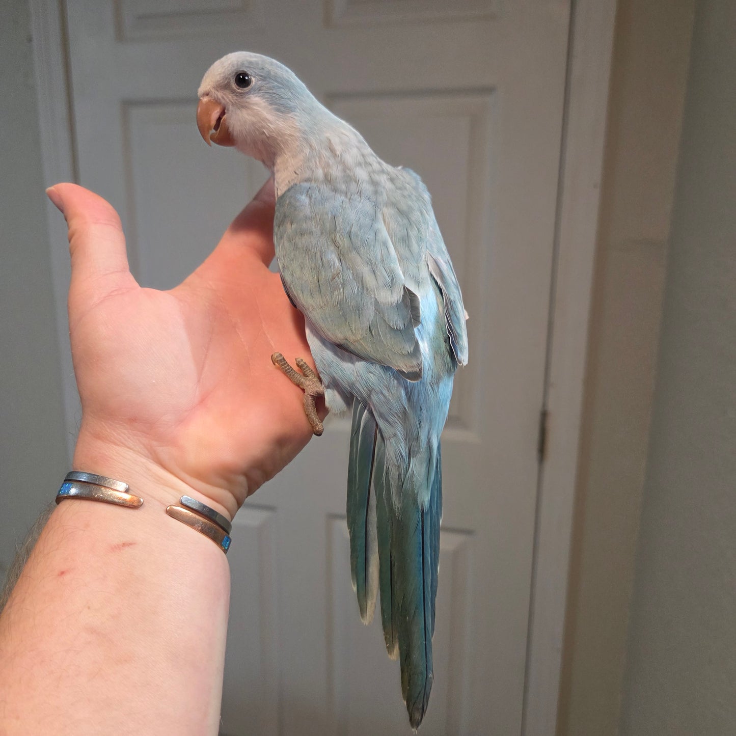 Quaker - Blue Opaline